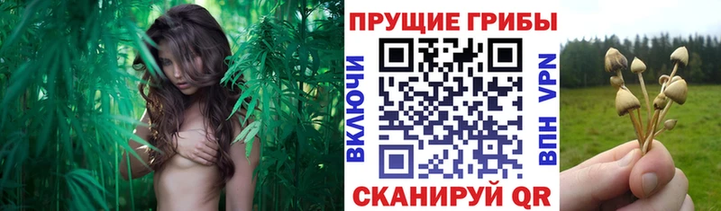 MEGA как войти  купить наркотики сайты  Гороховец  Галлюциногенные грибы Psilocybe 